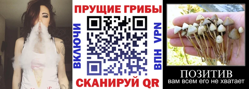 где купить наркоту  Костерёво  Псилоцибиновые грибы Magic Shrooms 